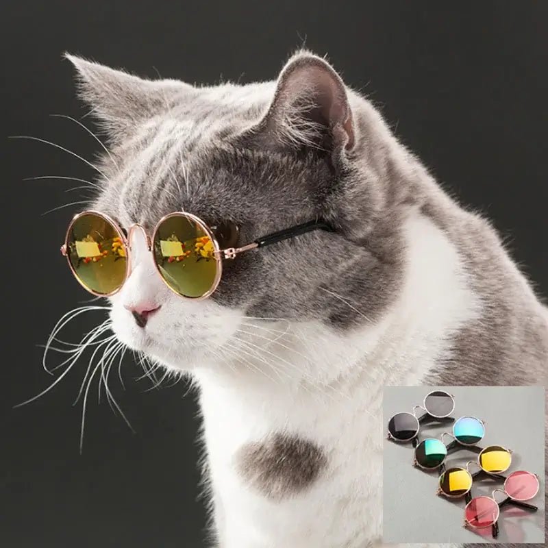 Pet Sunglasses in a sleek, windproof design, providing UV protection and style for your furry friend.